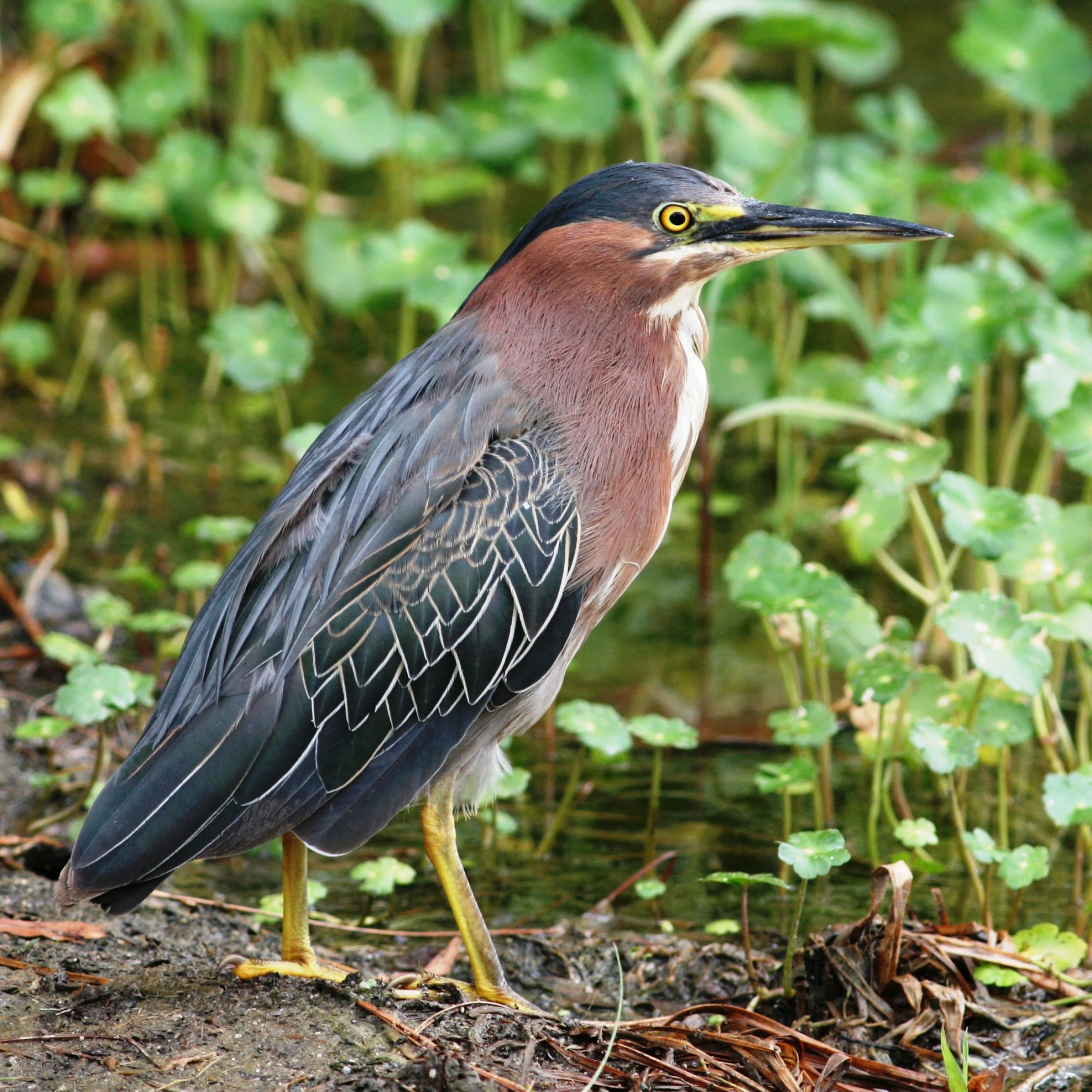 Green Heron | Department Of Biology | CSUSB